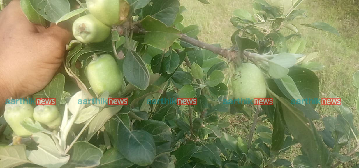 जुम्लाका किसानको मुख्य आम्दानीको स्रोत स्याउमा रोग लाग्दा चिन्तित